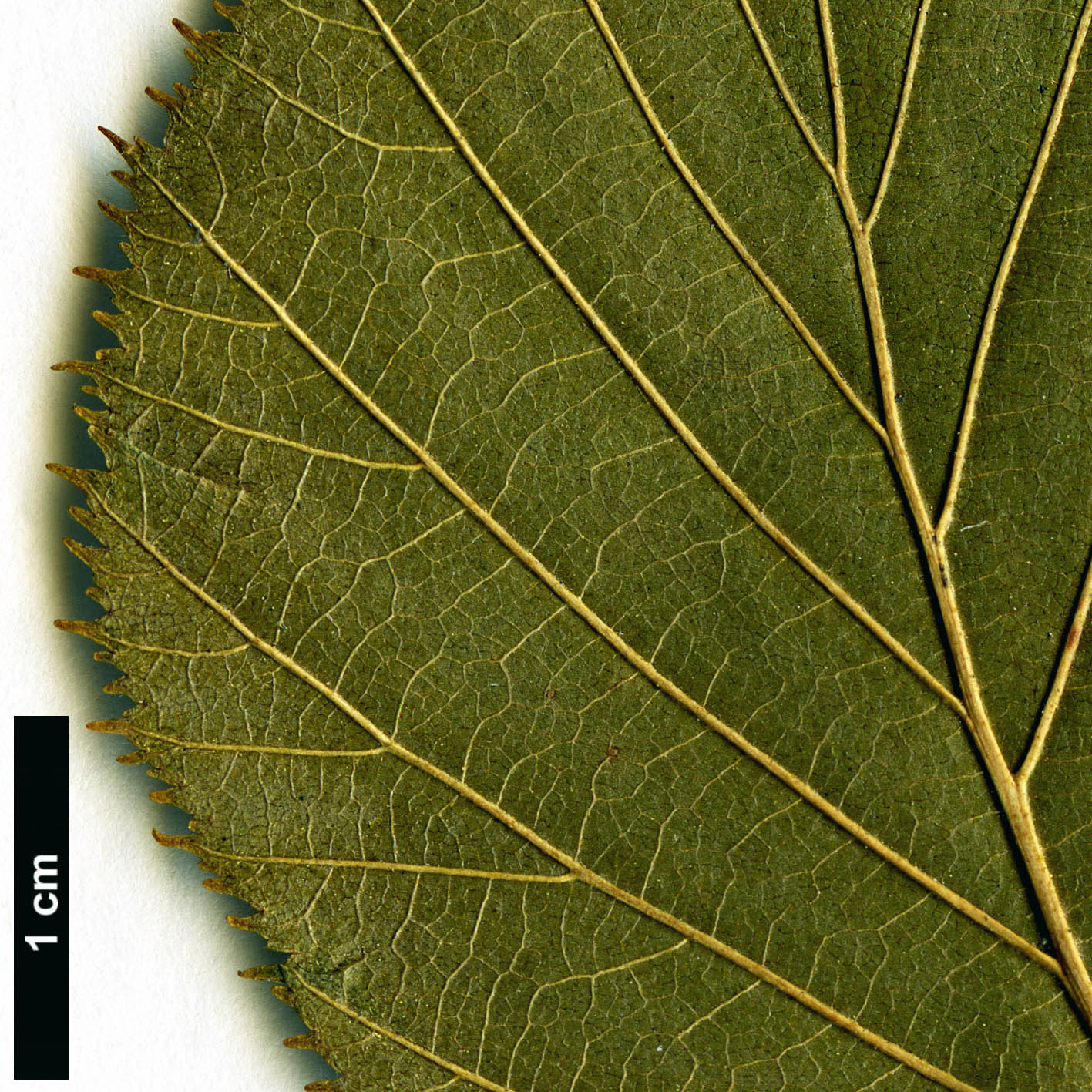 High resolution image: Family: Betulaceae - Genus: Alnus - Taxon: alnobetula - SpeciesSub: subsp. suaveolens